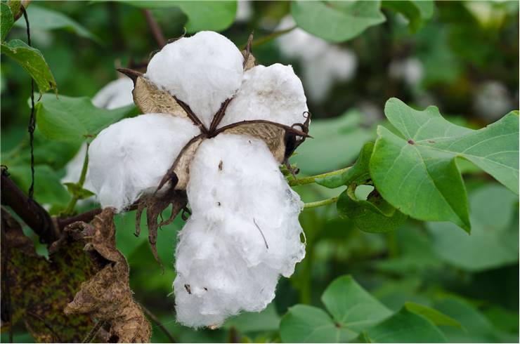 Cotton Flower