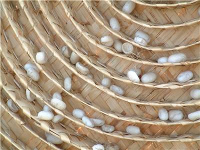 Silkworm Cocoons