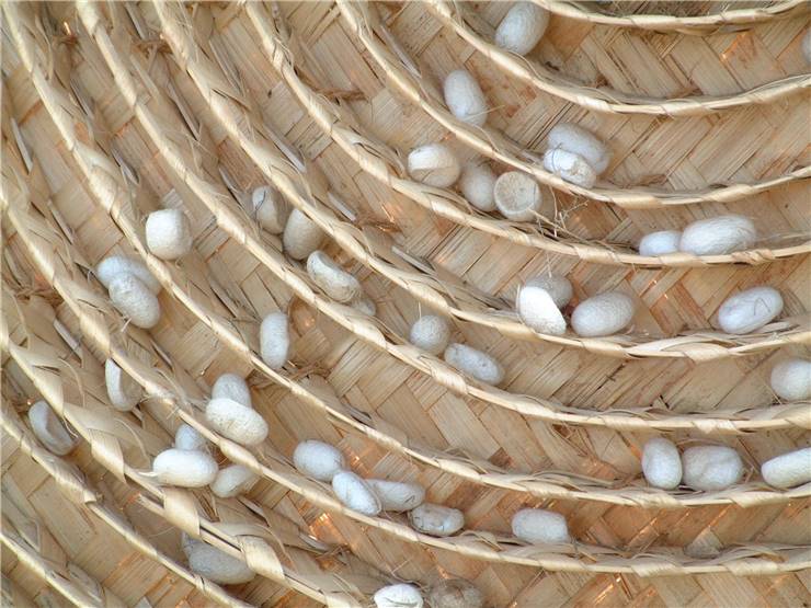 Silkworm Cocoons